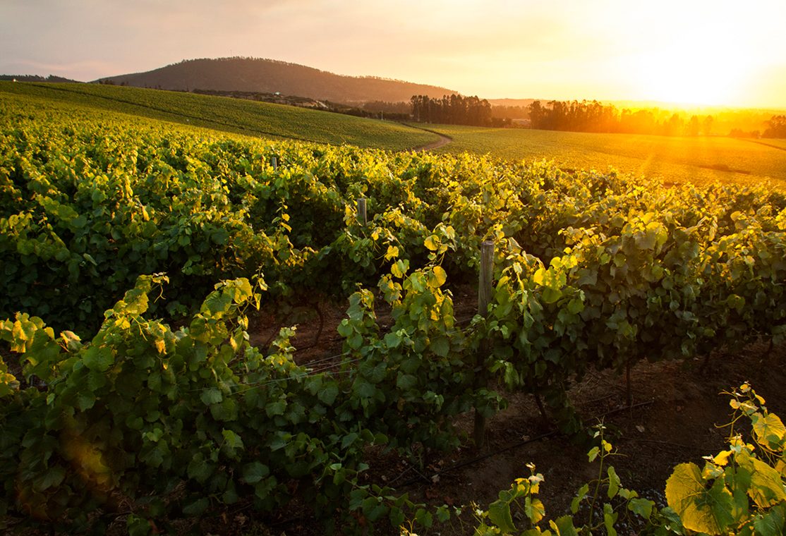 Viñedos de Pirque al atardecer